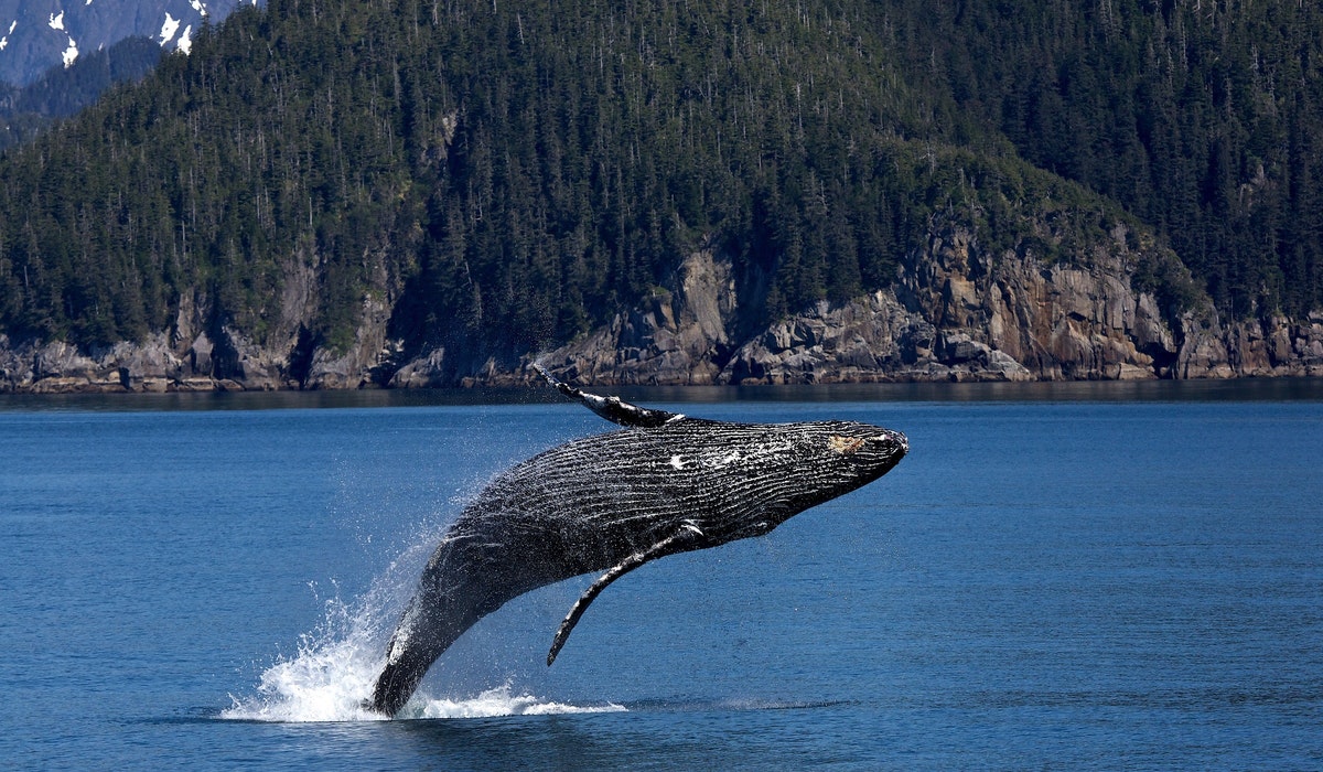 Crypto Whales are coming in fast on Tether, Hold 80% of Global Supply