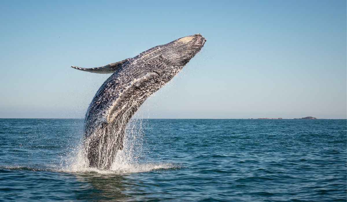 Whale Moves $1 Billion Worth of Bitcoins, Pays Only $600 as Transaction Fee
